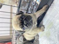 Yavru pug mops