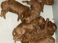 Bayram Sonrası Hazır Toy Poodle Yavrularımız
