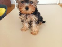 Yorkshire terrier dişi micro