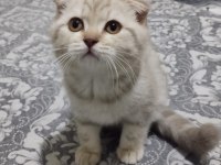 Scottish fold aşıları yapılmış