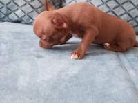 Orjinal dişi elma kafa chihuahua