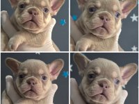 NEW SHADE İSABELLA AND TAN DİŞİ FRENCH BULLDOG YAVRUMUZ