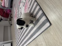 Dişi kısa bacak jack russell maskeli
