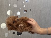 Tuvalet eğitimli evde büyüyen poodle yavrular