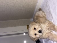 2 aylık erkek tuvalet eğitimli yavru maltipoo