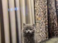 GÜZELLER GÜZELİ BRITISH LONGHAIR YAVRULARIM 