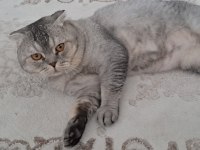 Scottish fold oğlumuza yeni yuva aranıyor