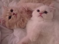 Dünya tatlısı persian