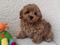 Poodle kalitesinde teacup maltipo