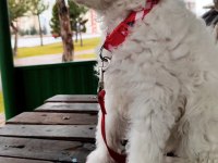 2.5 aylık aşıları tam terrier maltese