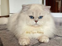 Golden british longhair dişi yavru