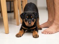 Muhteşem Kaliteli Rottweiler