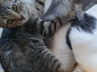 Dünya tatlısı ve sevginize muhtaç bir erkek tekir
