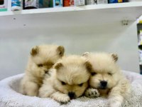 35 günlük safkan pomeranian boo yavrular