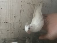 Yavru Albino Sultan Papağanı