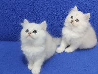 YENİ YUVASINA GİTMEYE HAZIR  BRİTİSH PONÇİK LONG