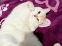 patron terk edildi ona aile arıyorum tekir