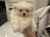 Beyaz pomeranian çocuğu