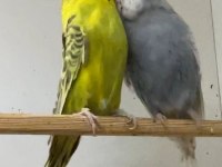 Show Jumbo Muhabbet Kuşu