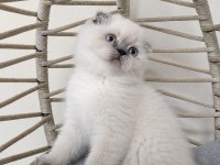 SAFKAN MAVİŞ GÖZLÜ EŞSİZ GÜZELLİKTE KEDİLERİM