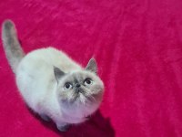 Exotic blue point dişi british shorthair
