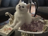 Soylu anne babadan nadir güzellikte british shorthair silver
