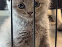 British ve Scottish Fold Yavrular Yeni Yuvalarını Arıyor