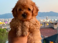 Sağlık Ve Irk Garantili Maltipoo Yavrular