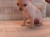 Safkan Tea Cup Chihuahua Yavruları Muhteşem Anatomide