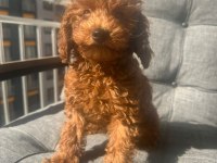 3 aylık erkek poodle