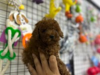 ÜNLÜ ÜRETİCİ KORE’DEN ANKARA’YA POODLE
