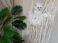 Sevimli british shorthair bebekler