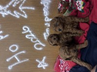 Yeni yıl bebekleri poodle