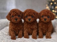 Orijinal Toy Poodle Yavrular
