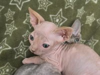 Naked Beauty Sphynx Cattery