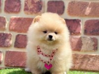 Türkiyenin en küçük köpekleri pomeranian boo