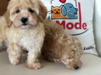 Ankaranın show kalite maltipoo yavruları