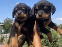 Koca kafa Rottweiler yavruları Burkem‘den
