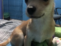 1.5 yaşında erkek chihuahua