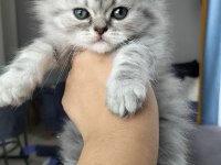 British shorthair silver point ve Brown tabby yavrular