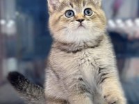 Brıtısh Shorthair Golden Yavrularım