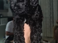 2 aylık siyah toy poodle dişi