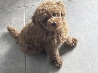 Sağlıklı Toy Poodle