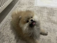 Pomeranian Boo Erkek Ve Dişi Yavrularımız