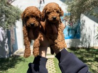 RUHSATLI POODLE EVİNDEN ERKEK DİŞİ POODLE BEBEKLERİM