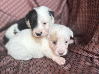 Her Renk Border Collie Yavrusu (Bursa Köpek Okulu)