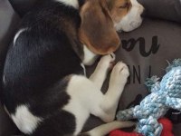 Elizabet beagle yavrularımız