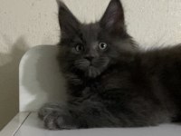 XXL DEV ERKEK YAVRU MAİNE COON