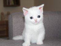 Safkan british shorthair yavru