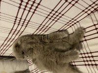 Scottish Fold Longhair